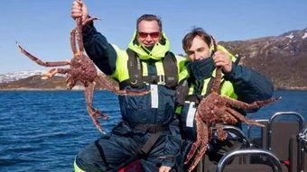 记者爆料帝王蟹事件视频,真相背后令人震惊 第1张 记者爆料帝王蟹事件视频,真相背后令人震惊 第1张